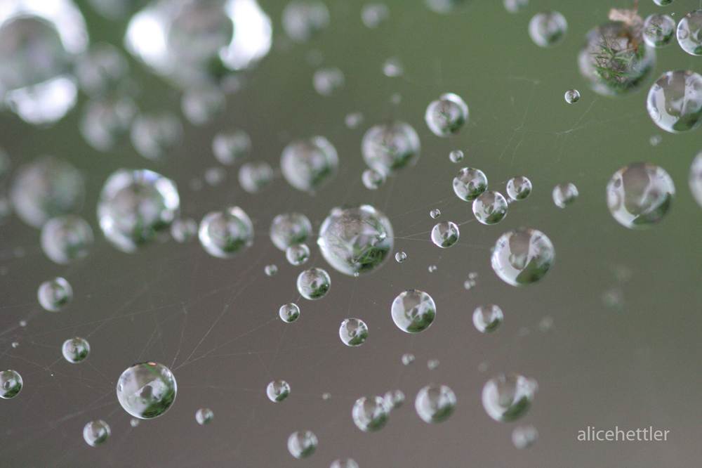 Wassertropfen im Spinnennetz